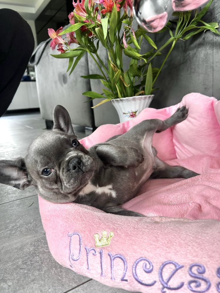 Buldog francuski blue piesek gotowy do odbioru