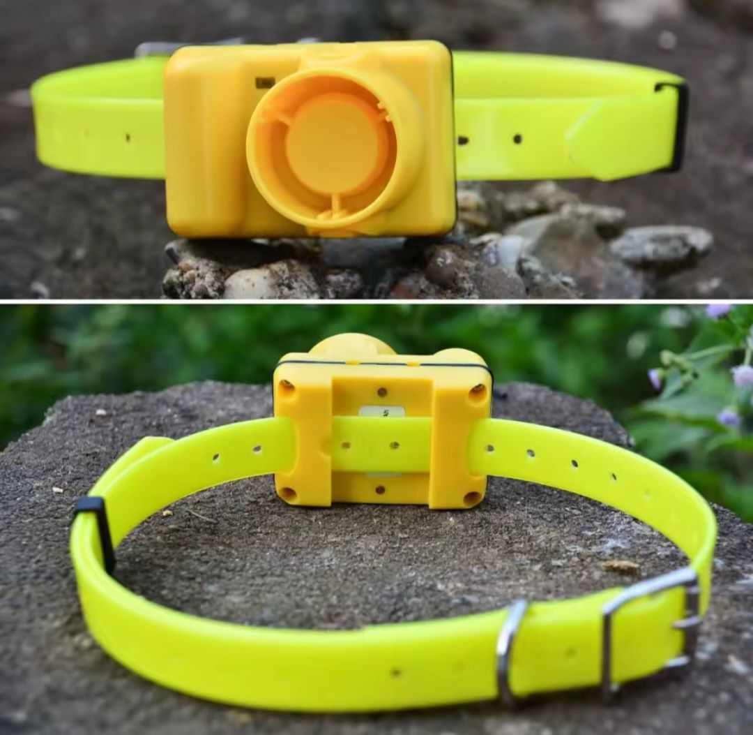 Coleira beeper para cães de parar