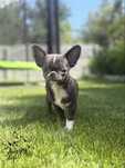 Niebieski piekny piesek chihuahua