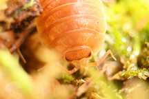 Porcellio laevis "apricot", prosionki, równonogi, ekipa sprzątającą
