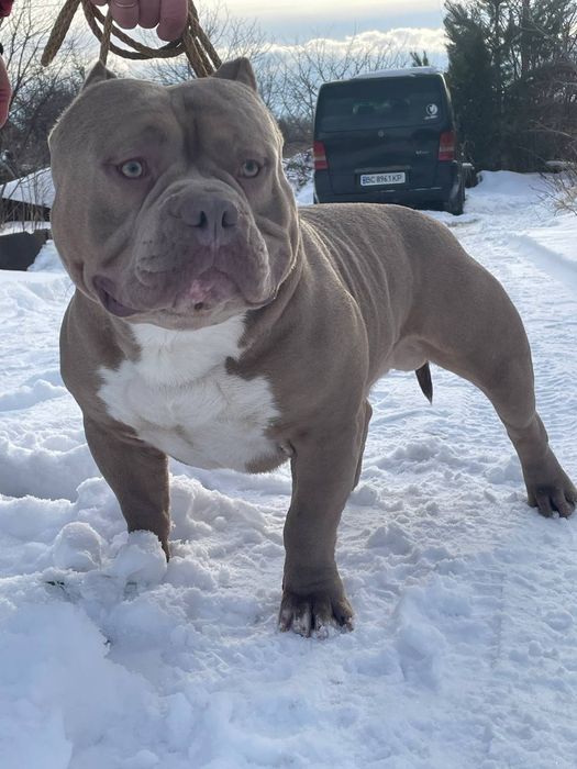 American Bully poket
