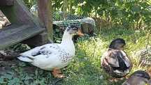 Kaczorki call duck