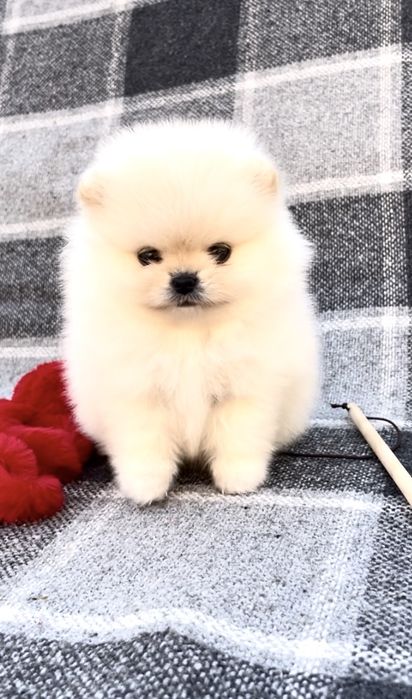 Померанская куколка