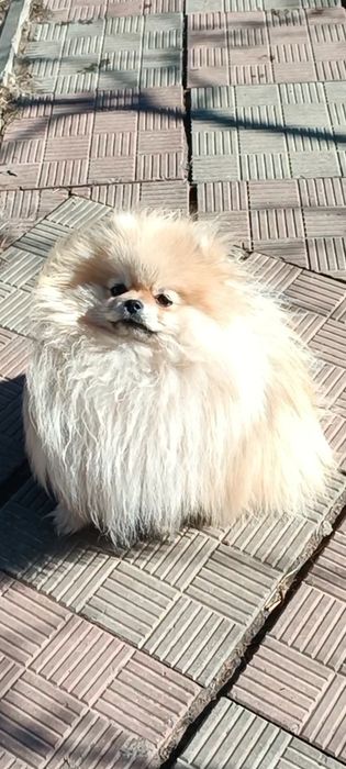 Померанский шпиц мини Вязка