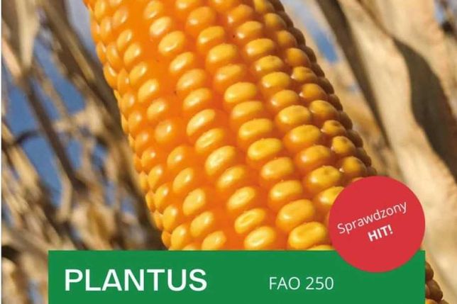 Nasiona kukurydzy Plantus FAO 250 !