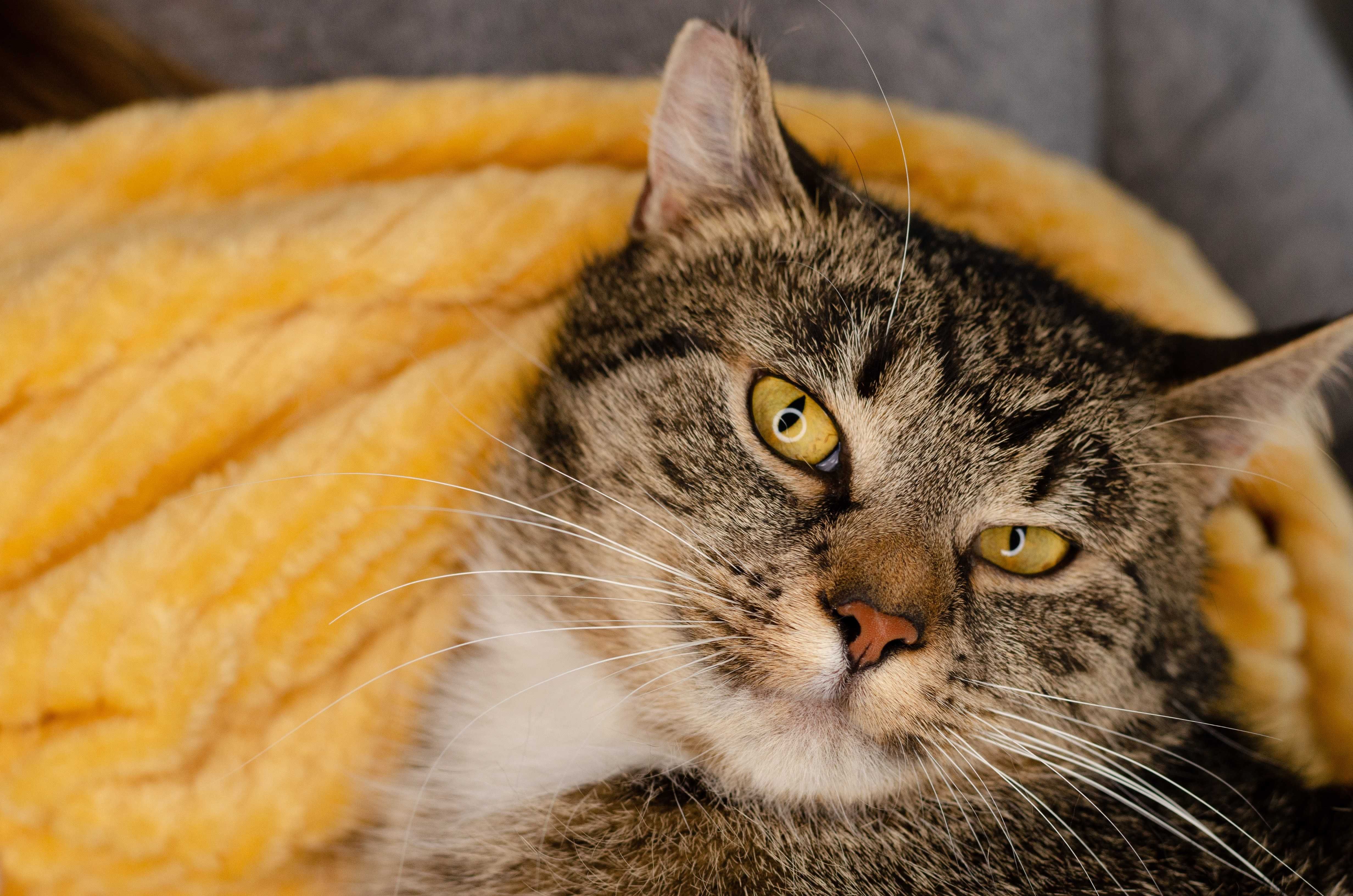 MALWINKA kotka do adopcji