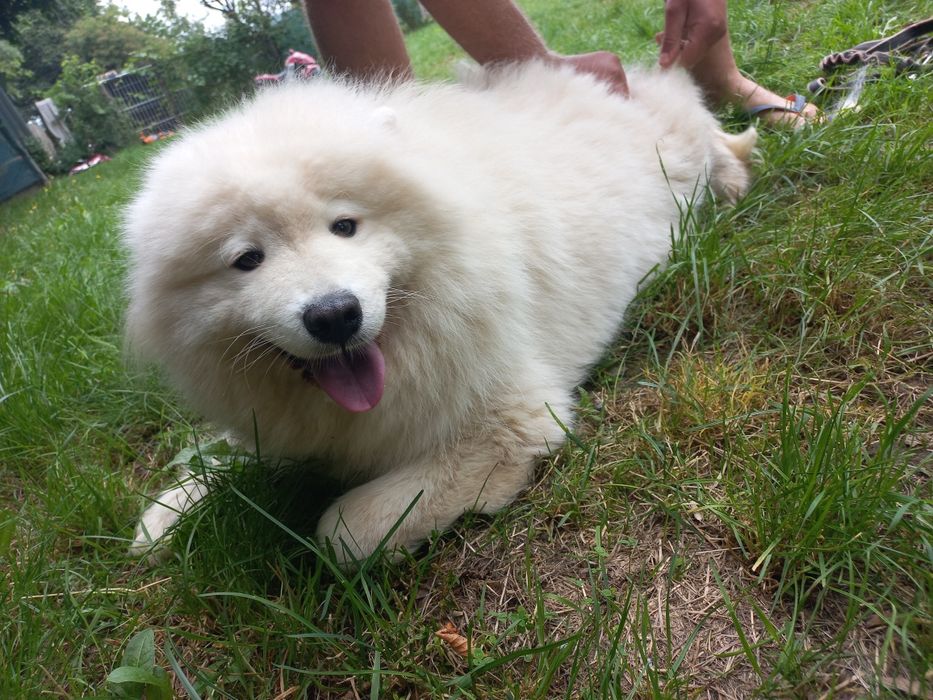 Samoyed suczka 2 lata