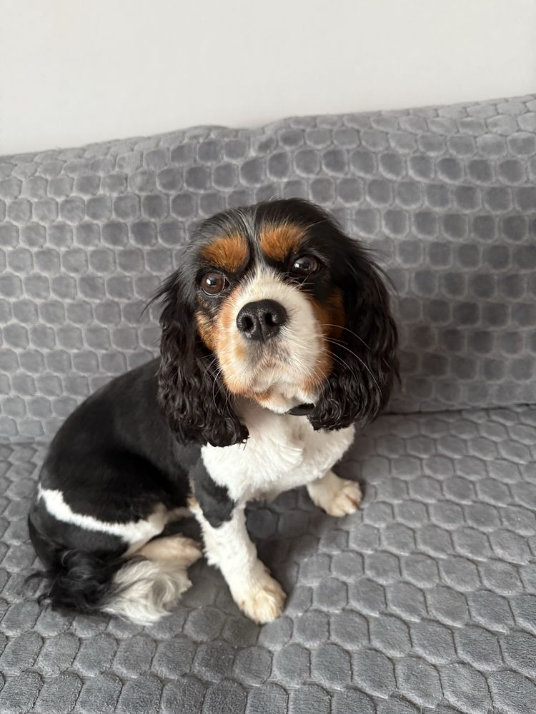 Suczka Cavalier King Charles Spaniel