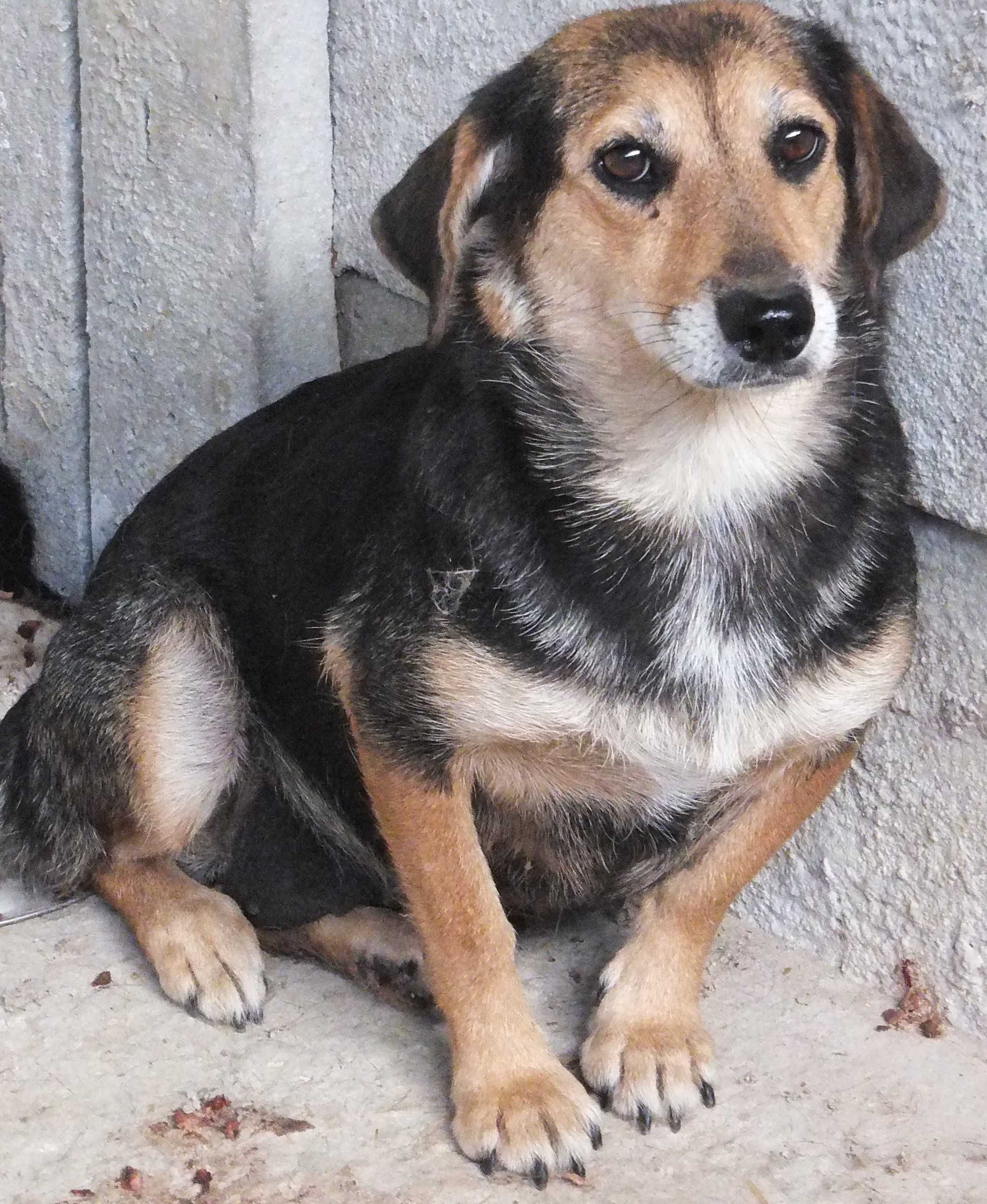 LIPKA nieduża suczka, czarna podpalana do adopcji