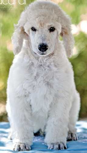 Caniche GIGANTE Poodle Branco disponível