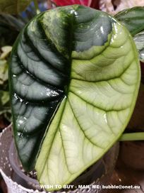 INTERN.Alocasia Silver Dragon Variegata filodendron philodendron bulb