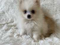 Pomeranian biały chopiecmini