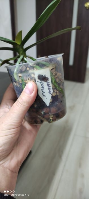 Продам мини орхидею