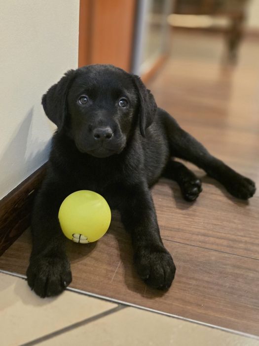 Labrador retriever czarna suczka ZKWP gotowa do odbioru