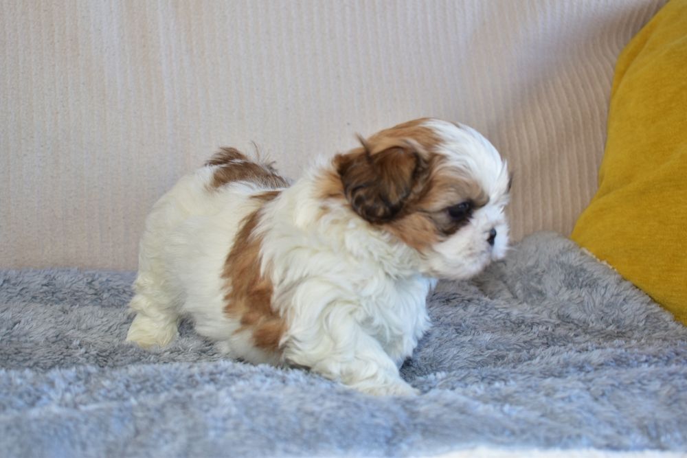 Shih-tzu macho disponível