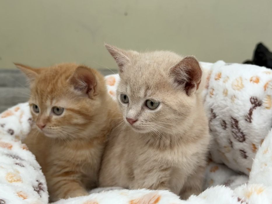 Кошенята британці прямовухі