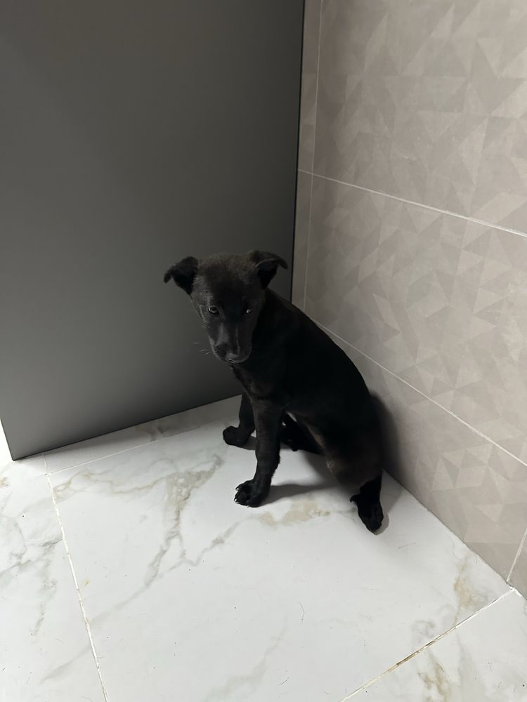 Cadela 6 meses porte pequeno médio