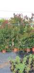 Plantas Lagerstroemia indica red