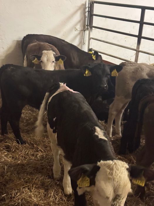 Sprzedam cielaki mięsne Olecko dostawa cała Polska w cenie