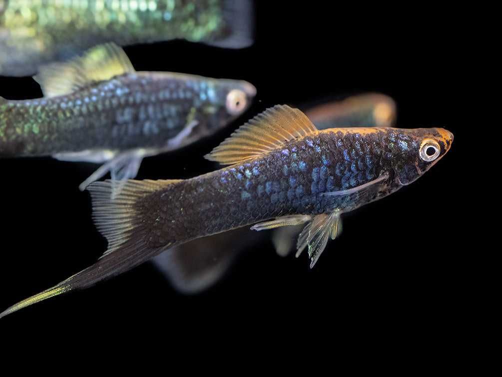 Mieczyk Hellera odmiana CZARNA - Xiphophorus helleri - dowozimy