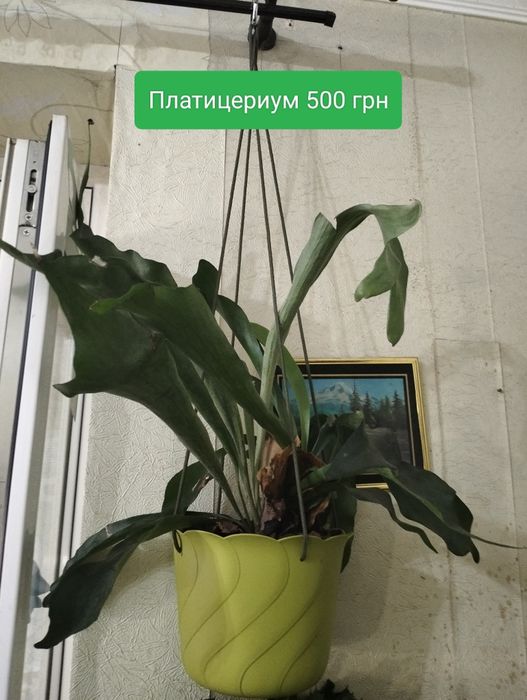 Платицериум. Хлорофитум. Папоротник