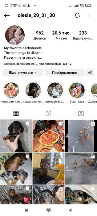 Шикарні цуценята кокер спаніеля.