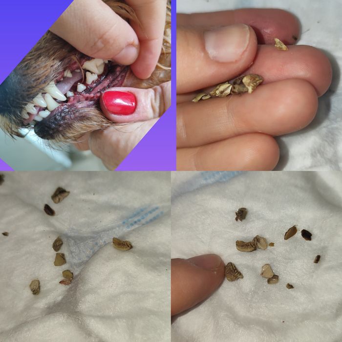 Ультразвуковая чистка зубов 650грн