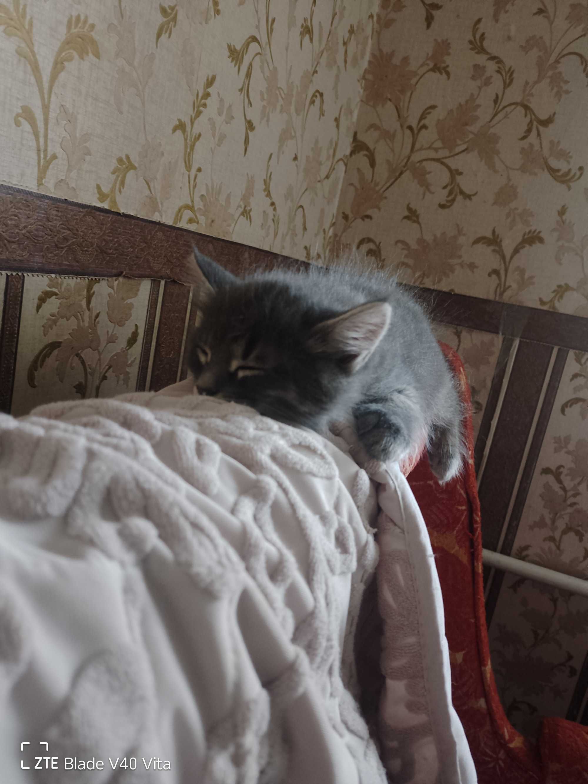 Кошенята шукають родину, діткам 2 місяці.