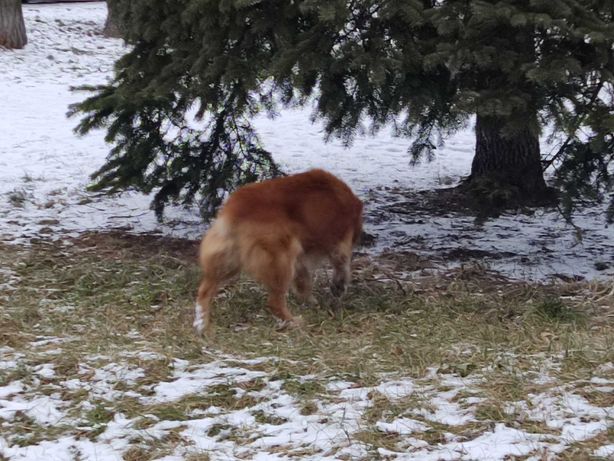 Znaleziono psa rudego Sosnowiec