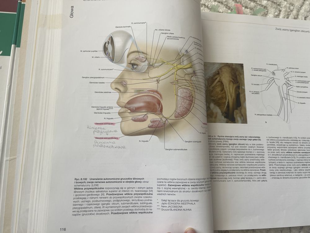 Atlas Sobotta anatomia