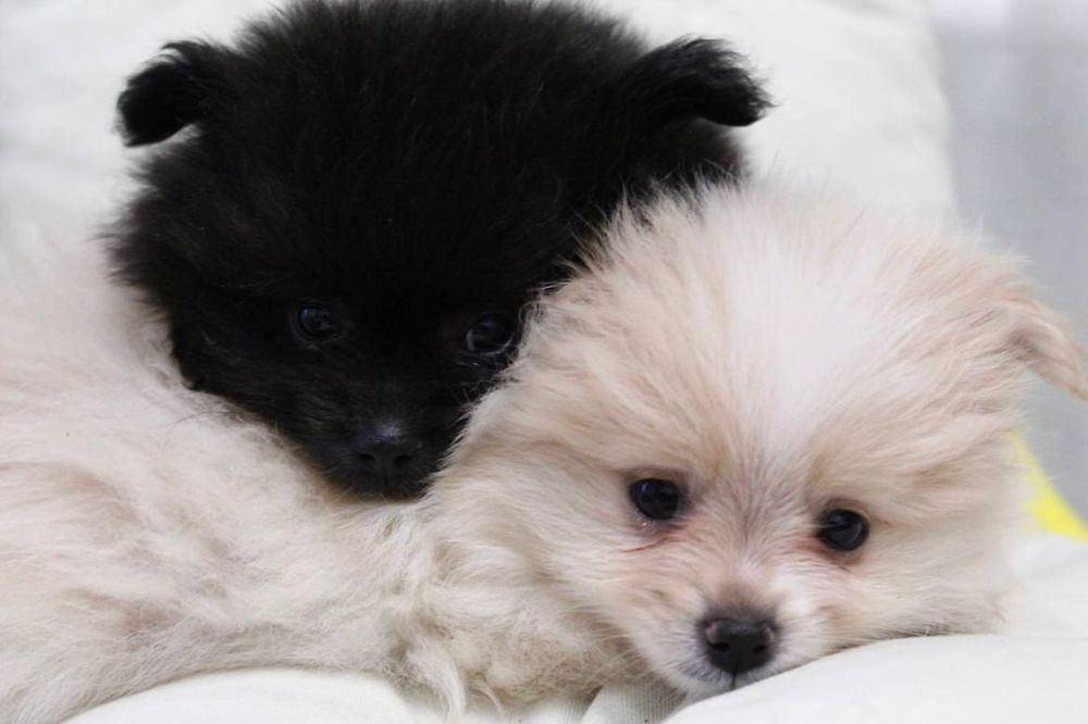 Милые мини шпицули