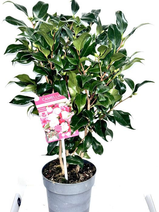 Камеліі в асортименті. Доставка по Україні.