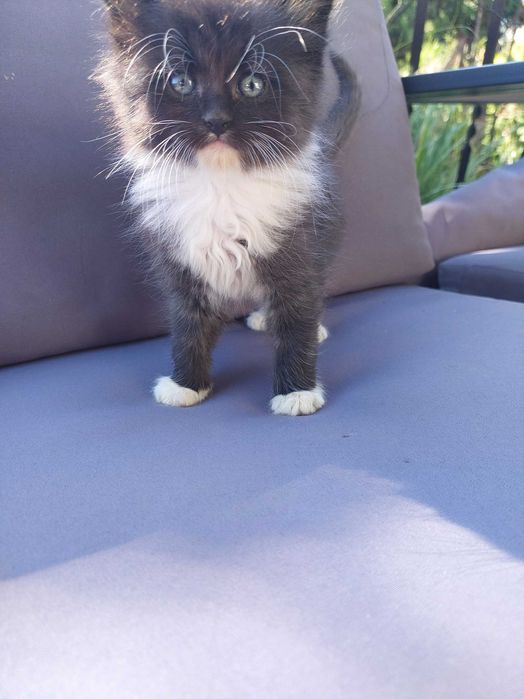 Oddam koty w dobre ręce