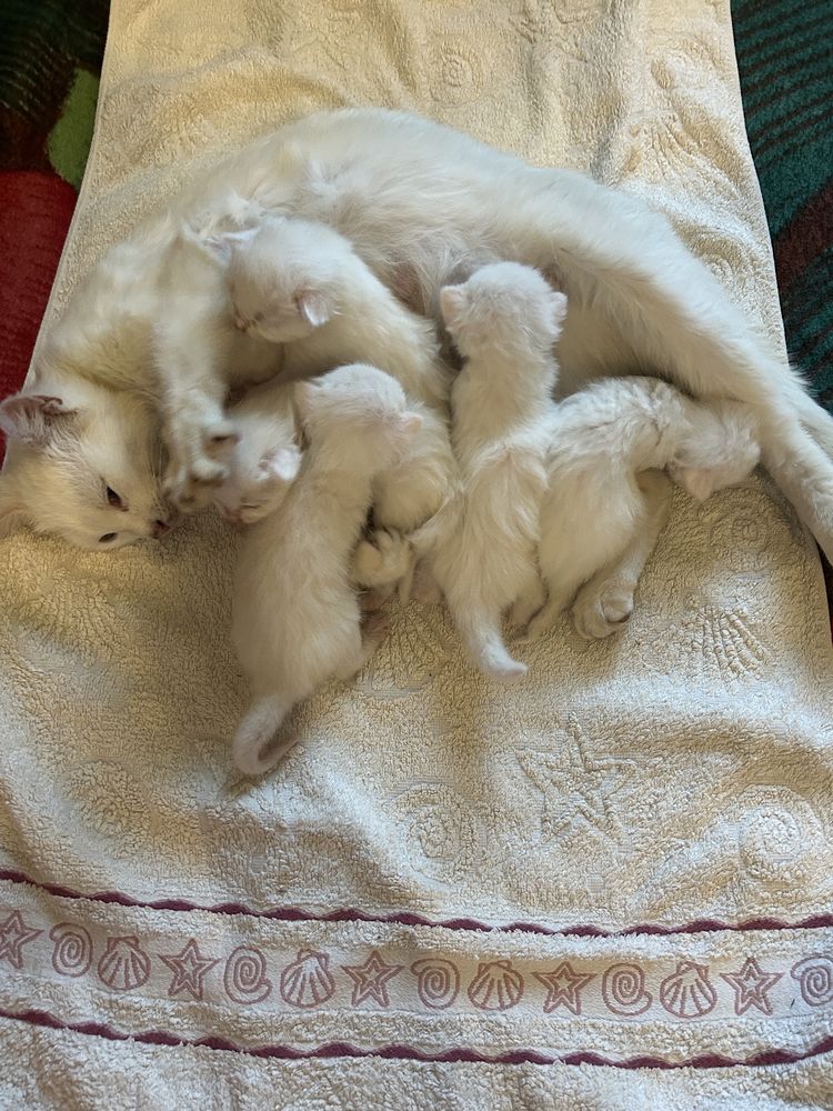 Кошенята маленькі