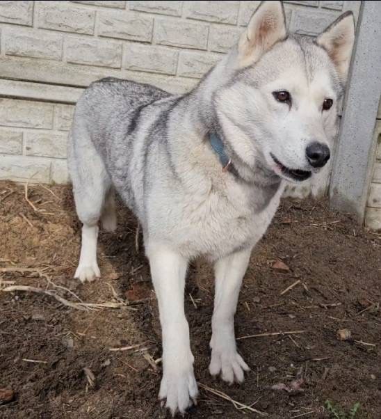 Lisa w typie Husky szuka swojego człowieka