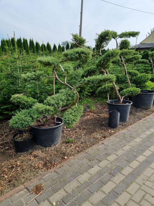 Bonsai ogrodowe. Szkółka Krupocin.