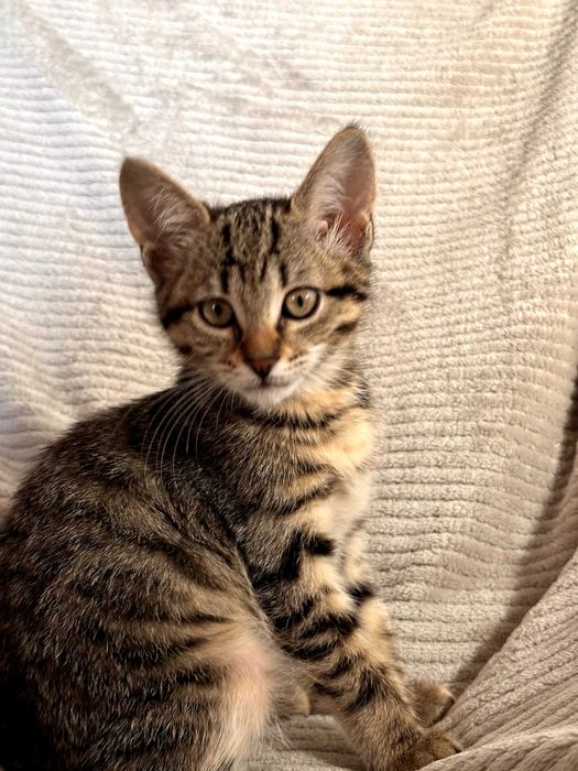 Шість кошенят усім по 2 місяці (котенок)