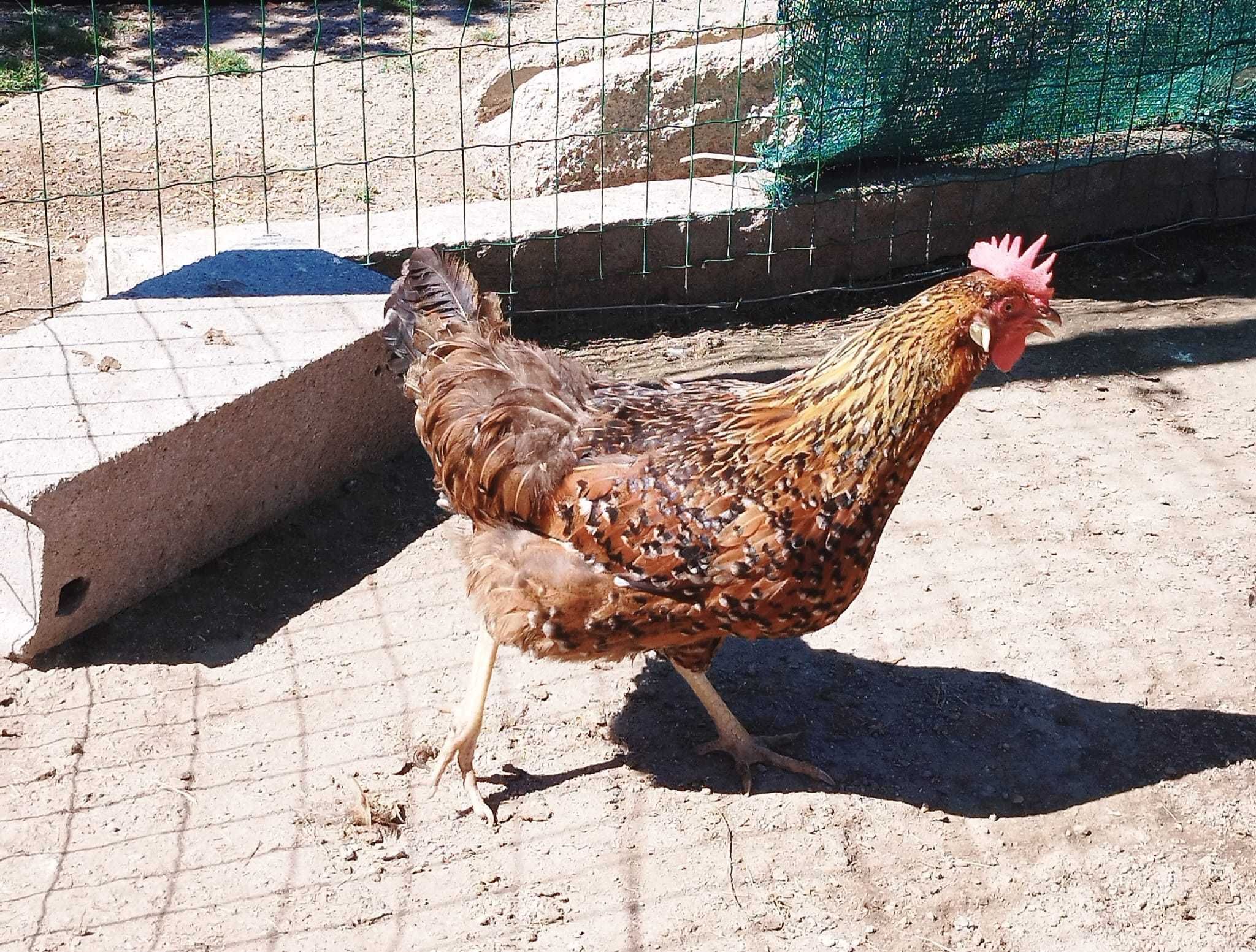 Ovos de Galinha Leghorn/legorne tricolor/mil flores