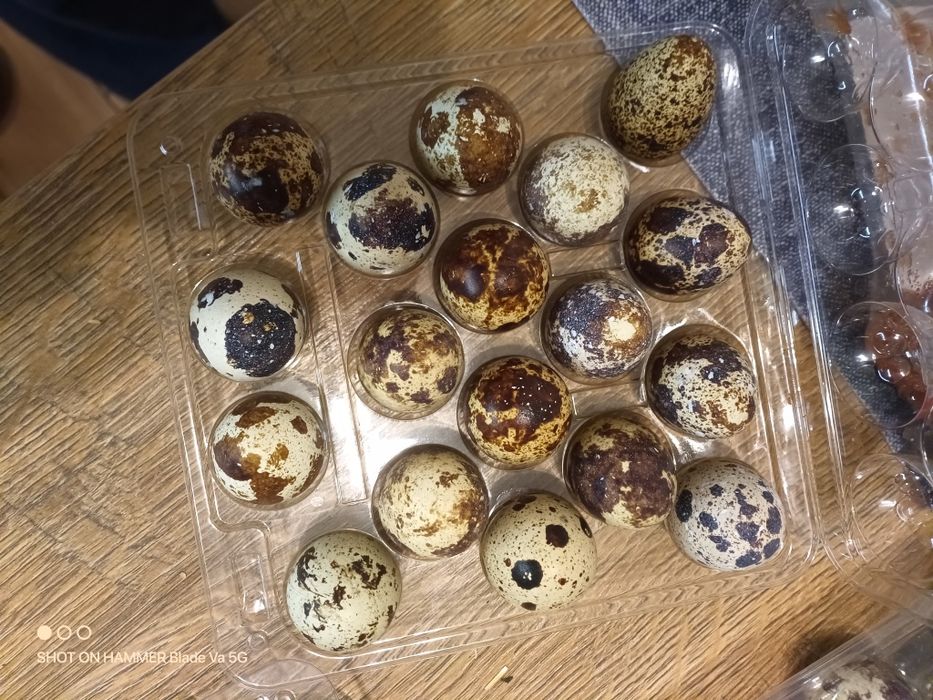 Jajka przepiórcze 10pln