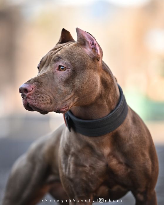 Неймовірні цуценята американського пітбультерьера, пітбуль, піт