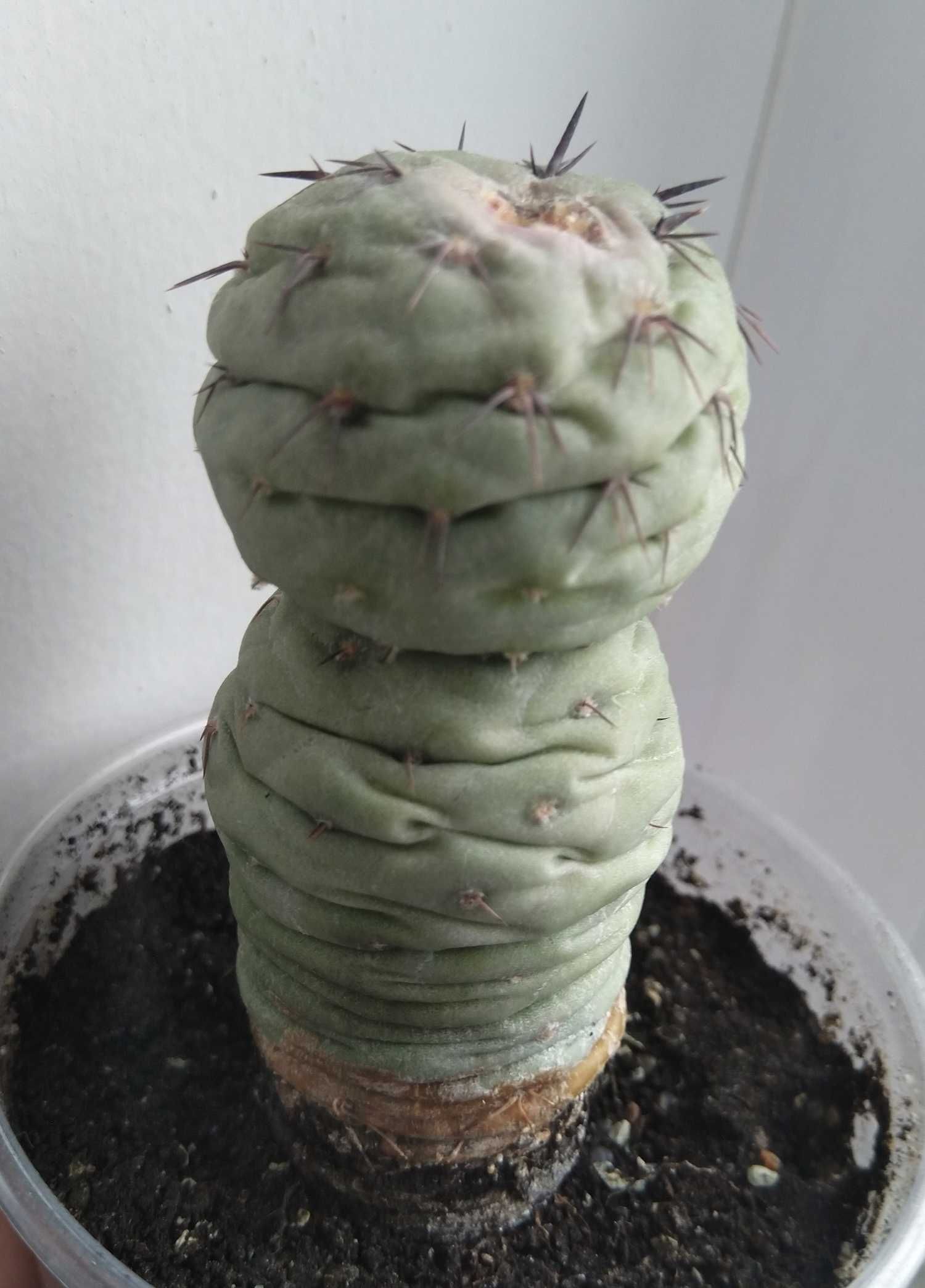 Tephrocactus geometricus кактус суккулент