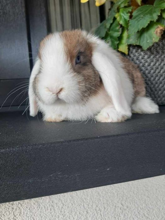 Kroliki baranek karzełek  miniaturka mini lop