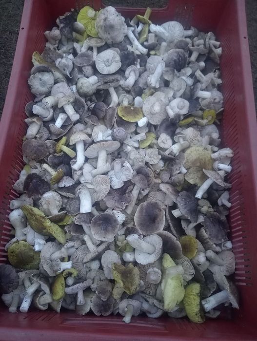 Grzyby gąski 3 kg  wysylka