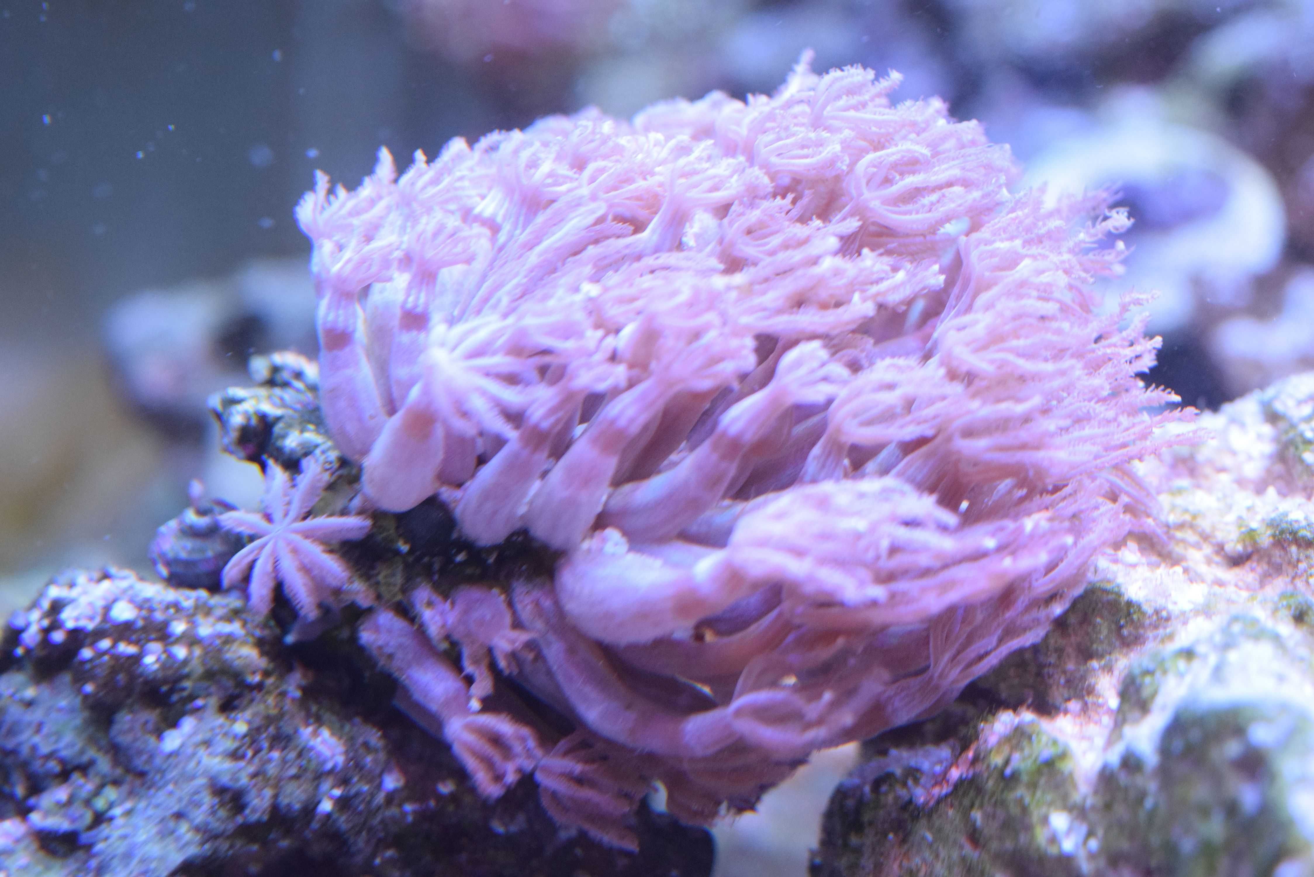 Anthelia piękny koralowiec dla początkujących