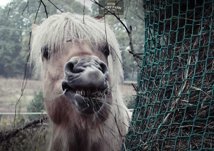 Siatka na siano o oczkach 2,5/4,5/10cm, worek do boksu,presaki,siano