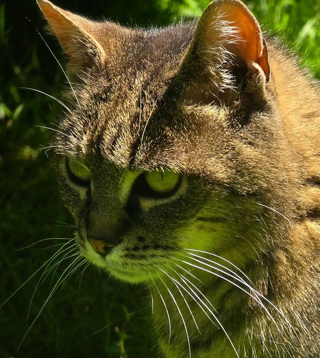 Trufla - piękna kotka szyka domu, adopcja, kot, szykam kota