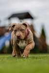 Szczenię American Bully XL