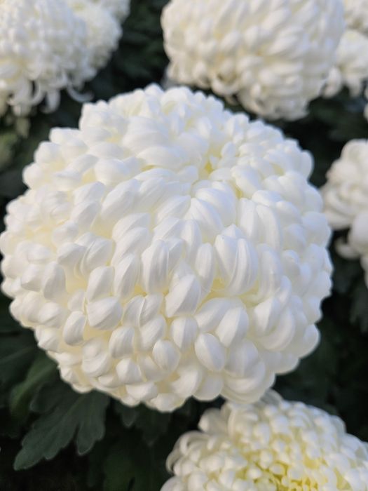 Chryzantemy mazowieckie