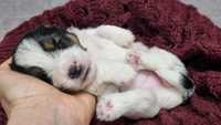 Jack Russell Terrier FCI