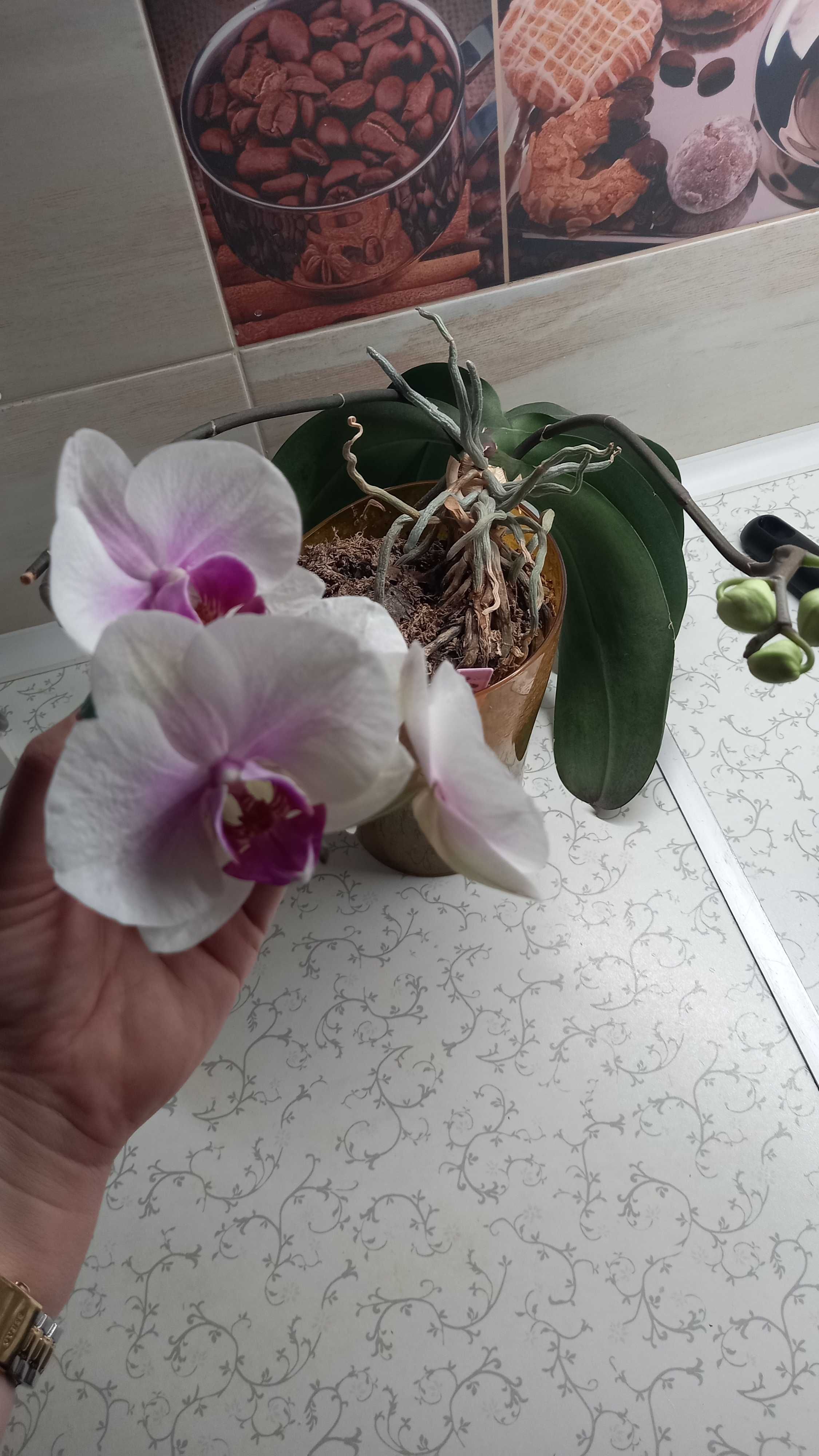 СОРТ  Моушен орхідея фаленопсис сортовая